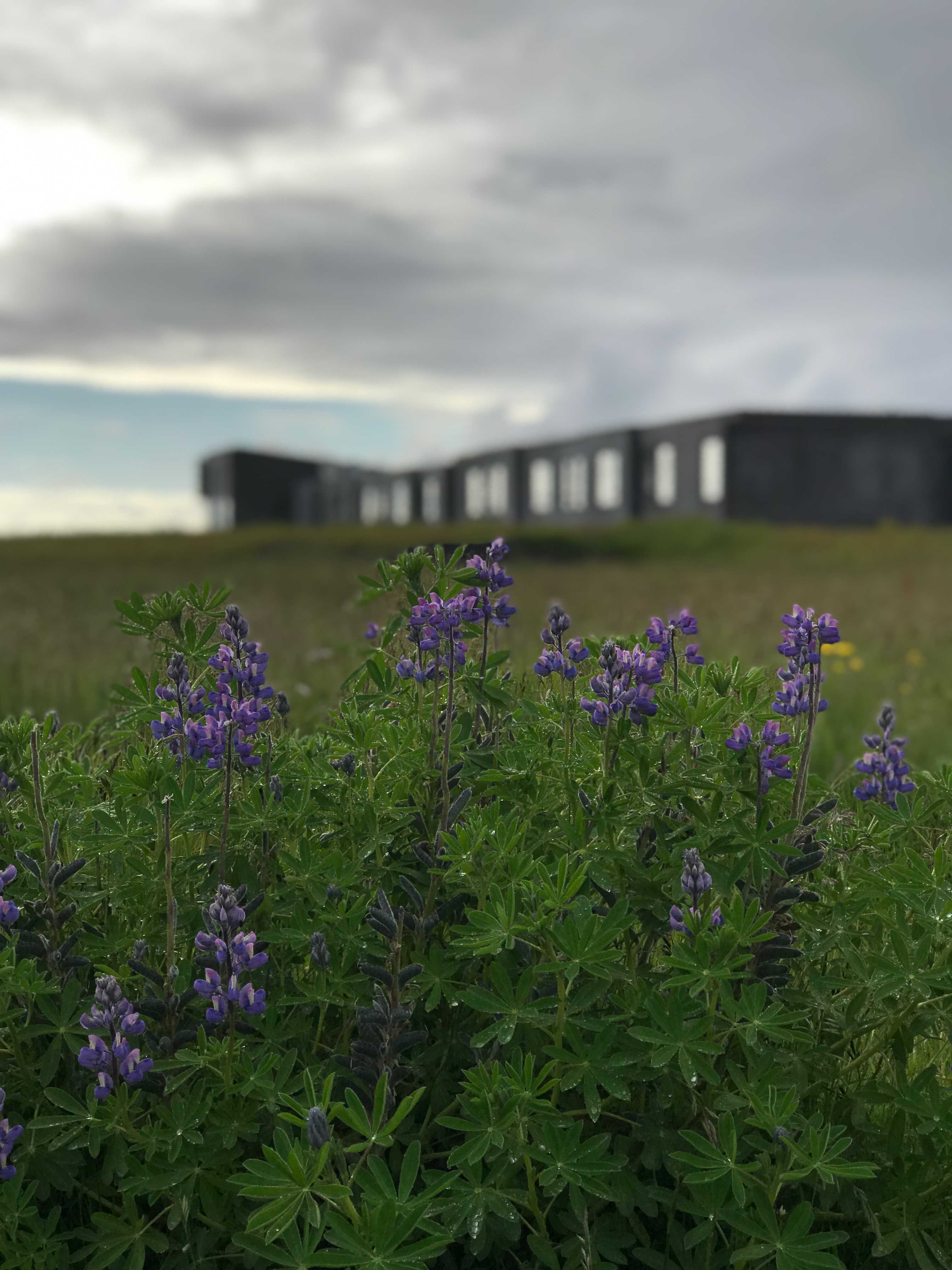 Narrow depth of the field with a patch of lupines in focus in the foreground and the hotel blurred in the background.
