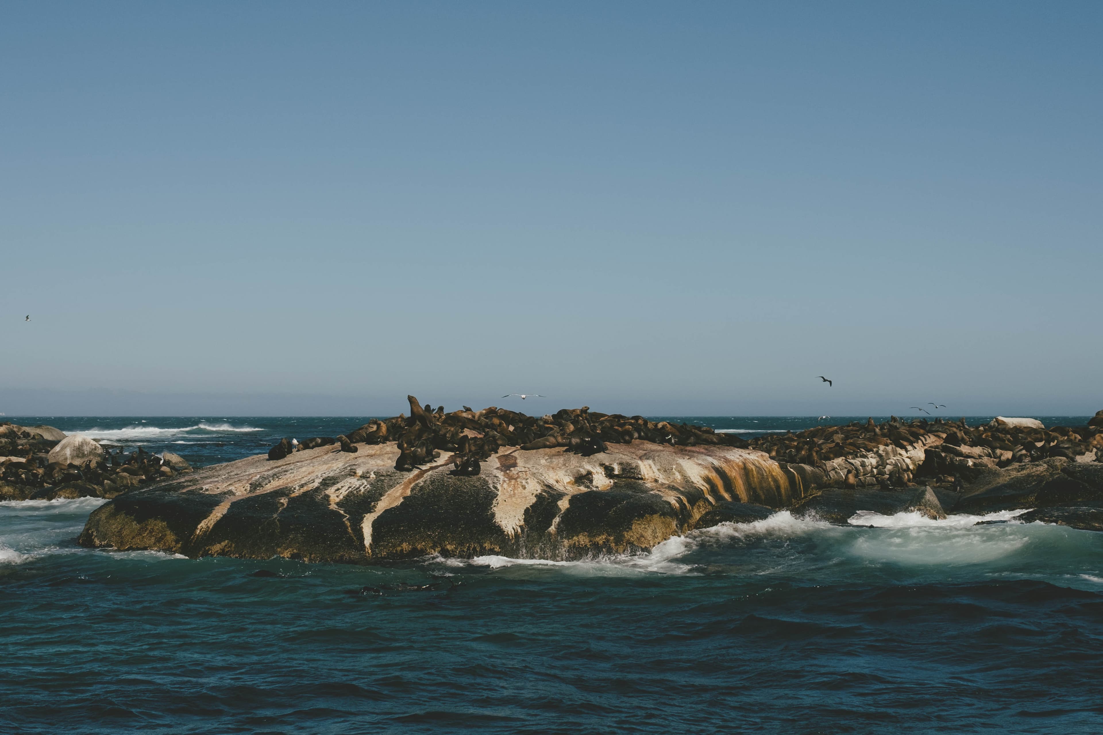 Hundreds of seals resting on seal island.
