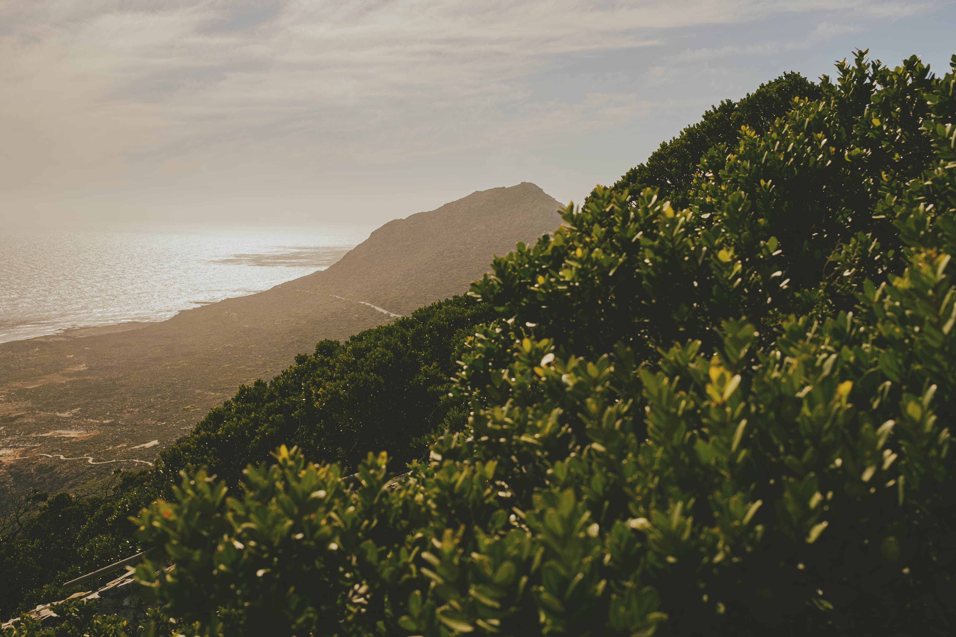 Fynbos in the foreground, mountains in the background