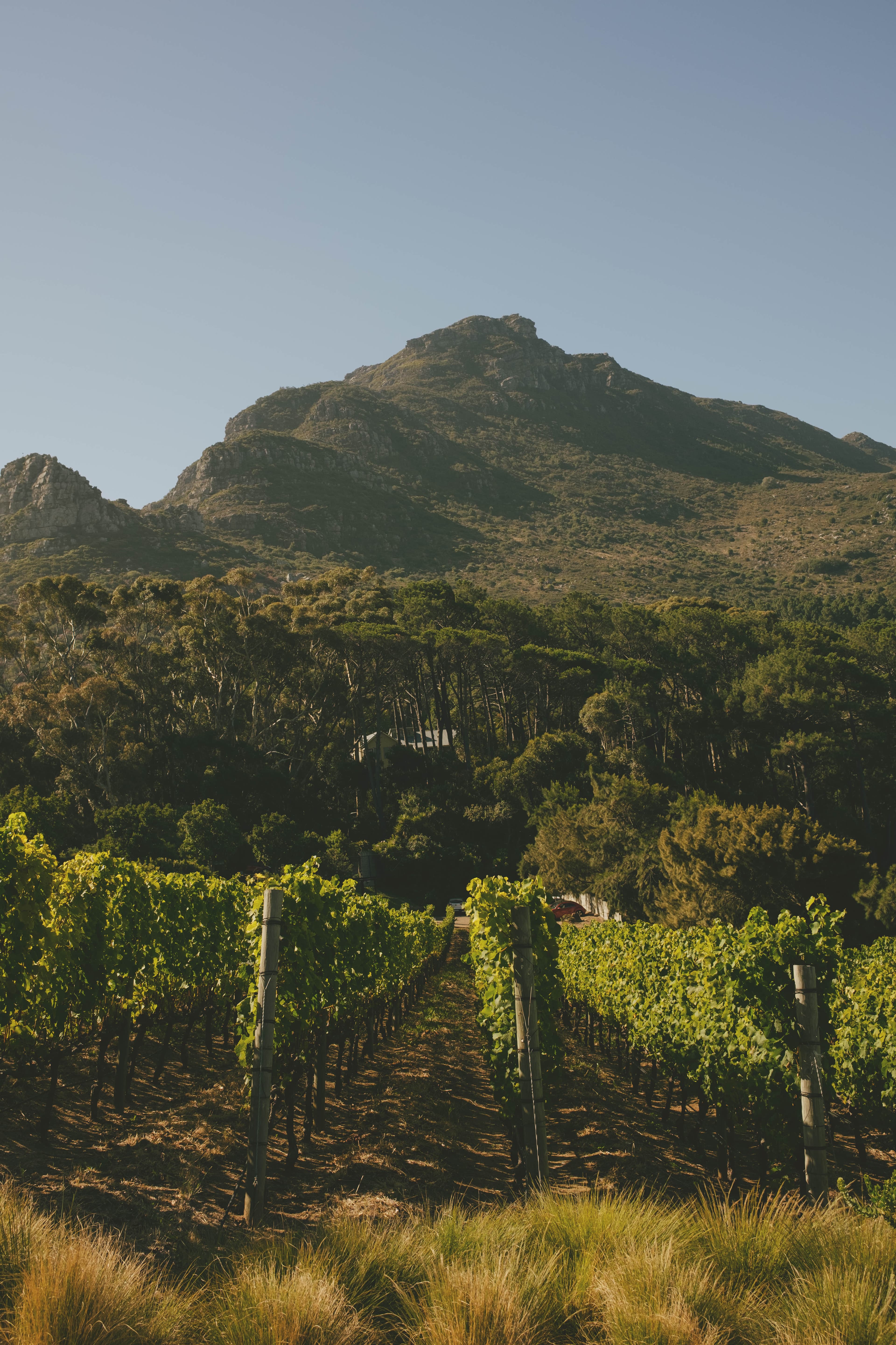 Rows of grapevines with trees and a mountain in the background.