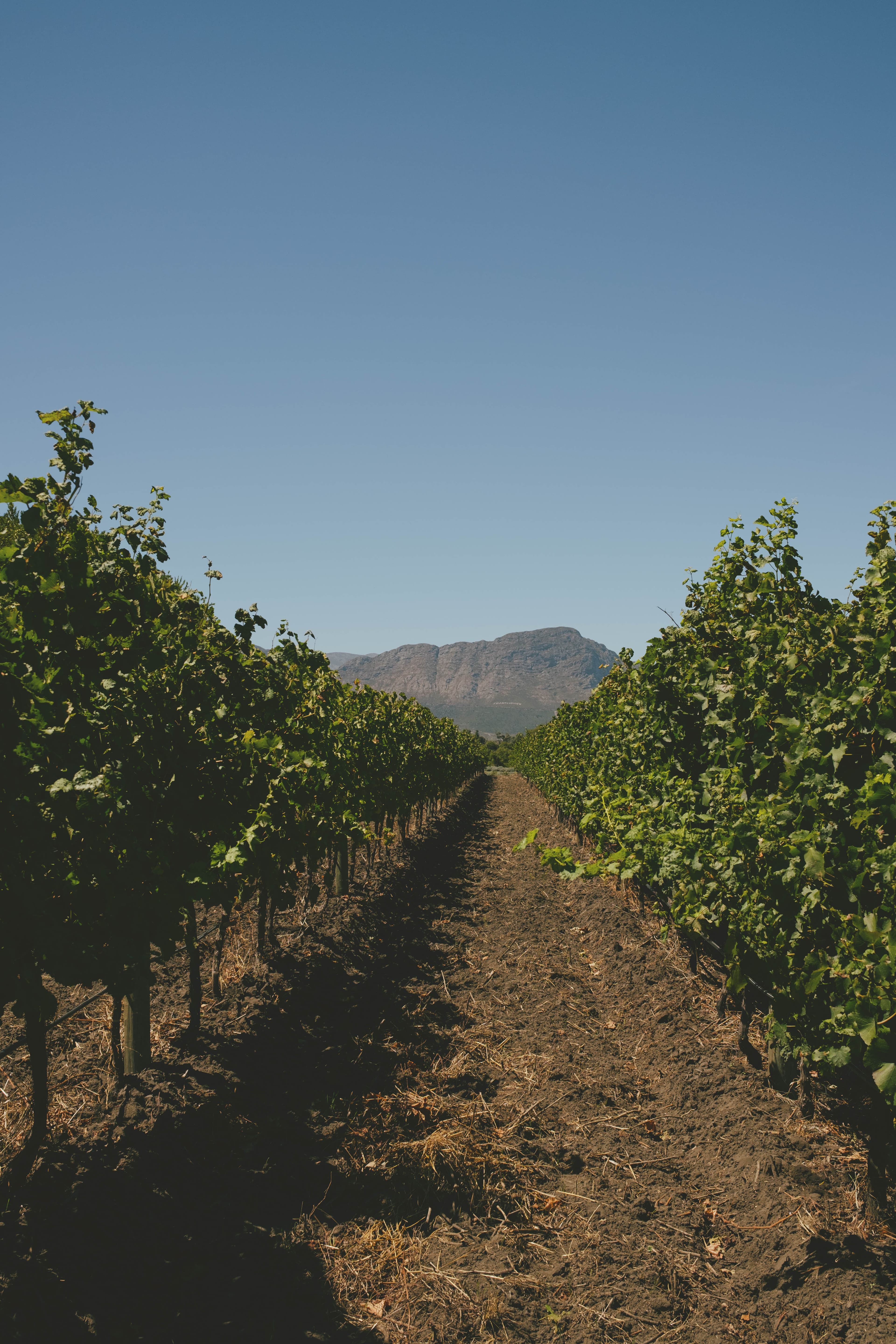 Looking down between a row of grapevines, with a mountain in the back.