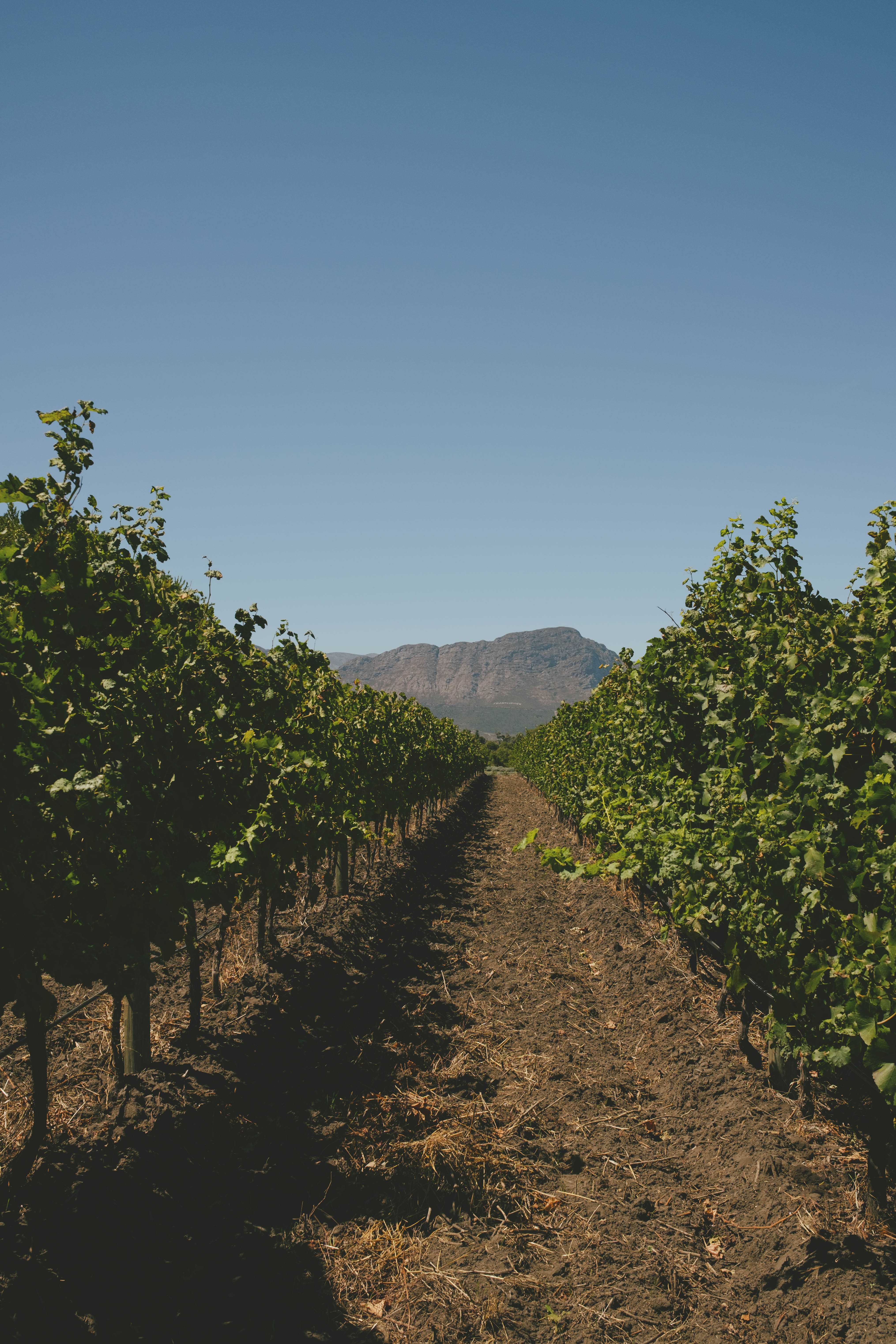 Looking down between a row of grapevines, with a mountain in the back.