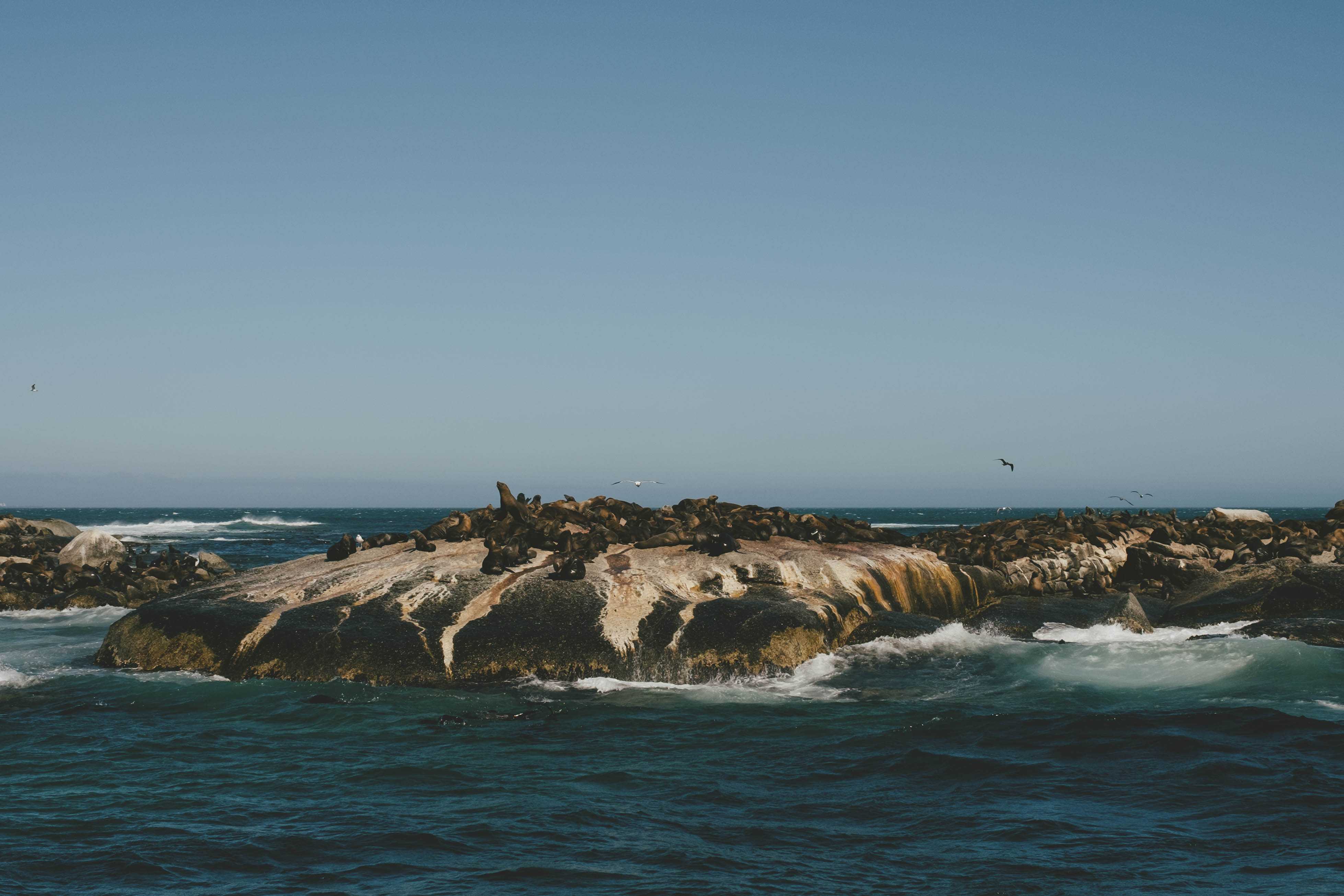 Hundreds of seals resting on seal island.