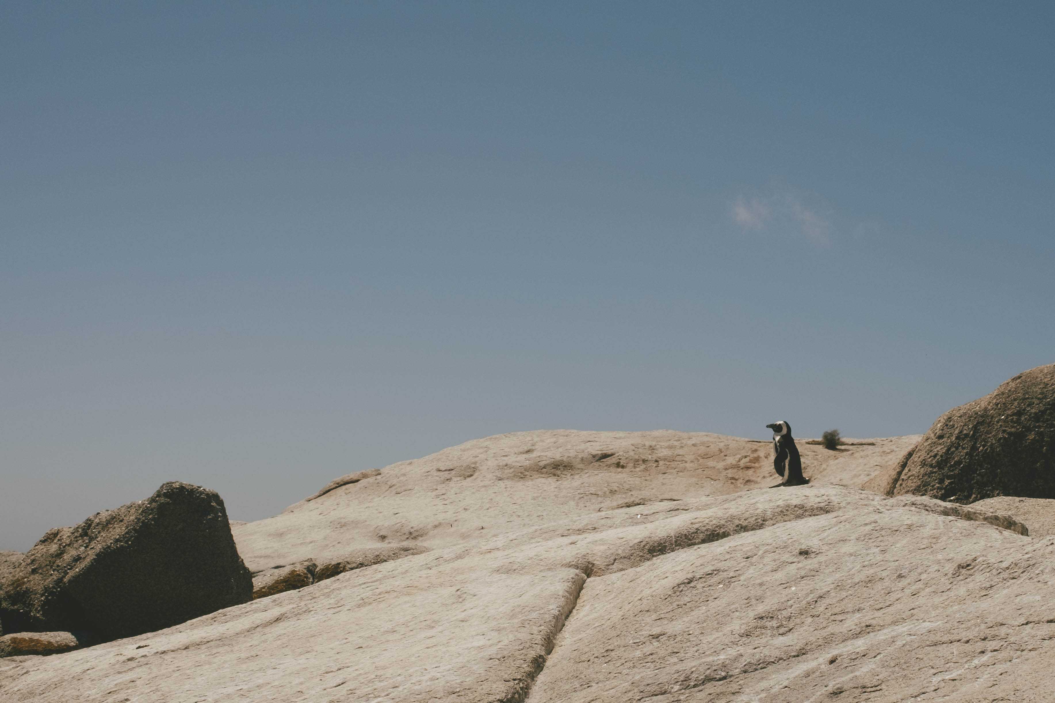 A lone penguin standing on large rock at Boulder Beach looking pensively off in the distance