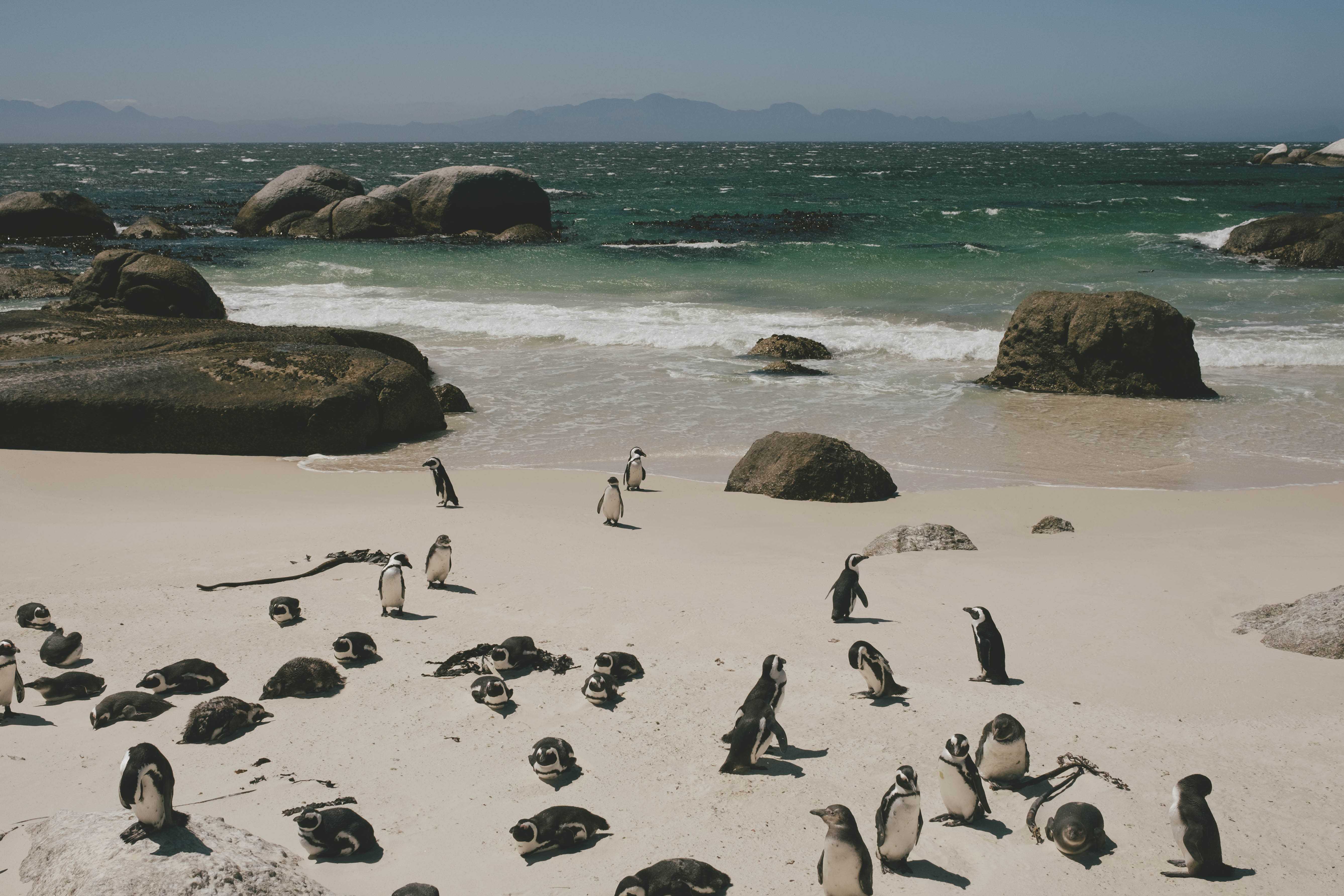 Penguins near the beach