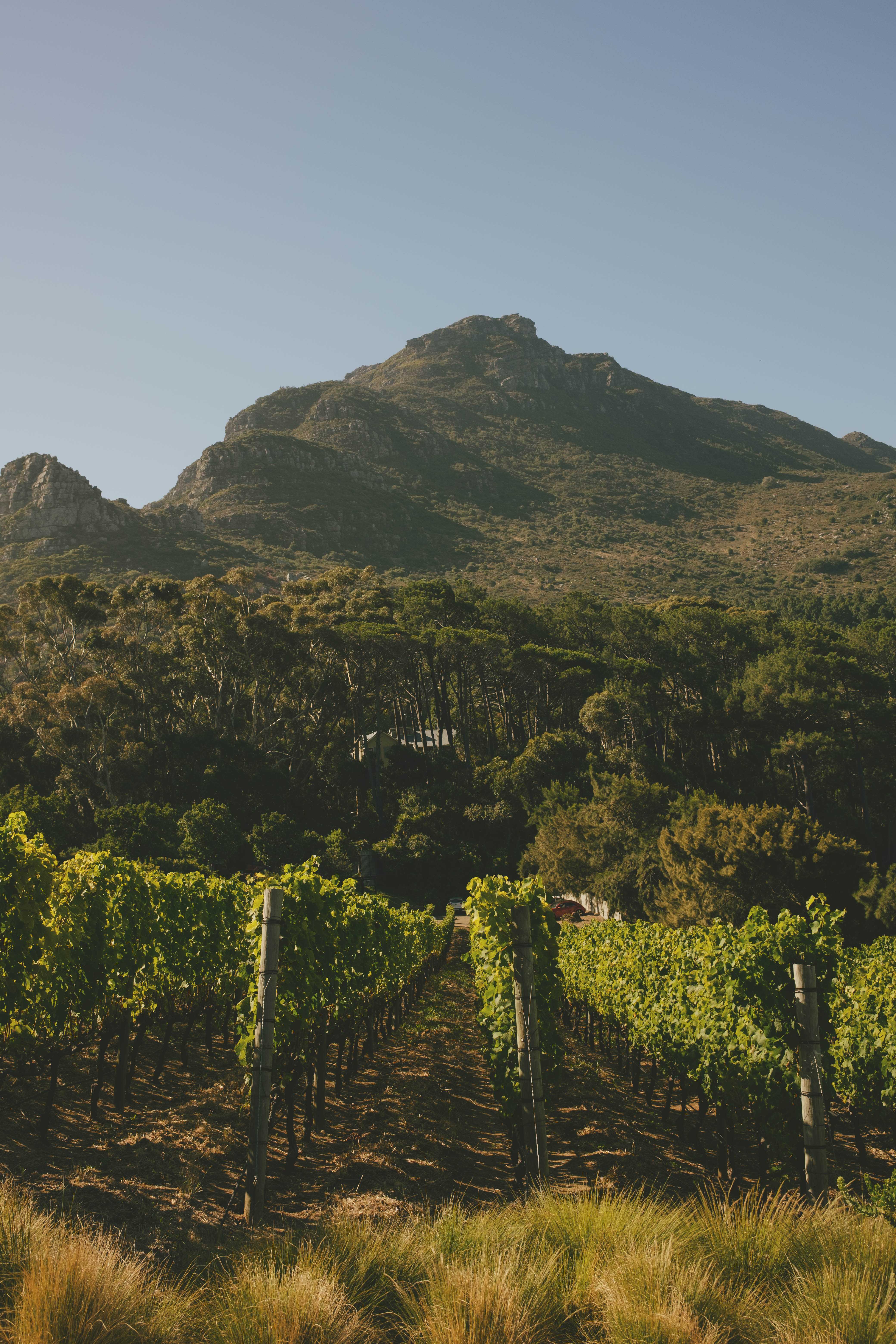 Rows of grapevines with trees and a mountain in the background.