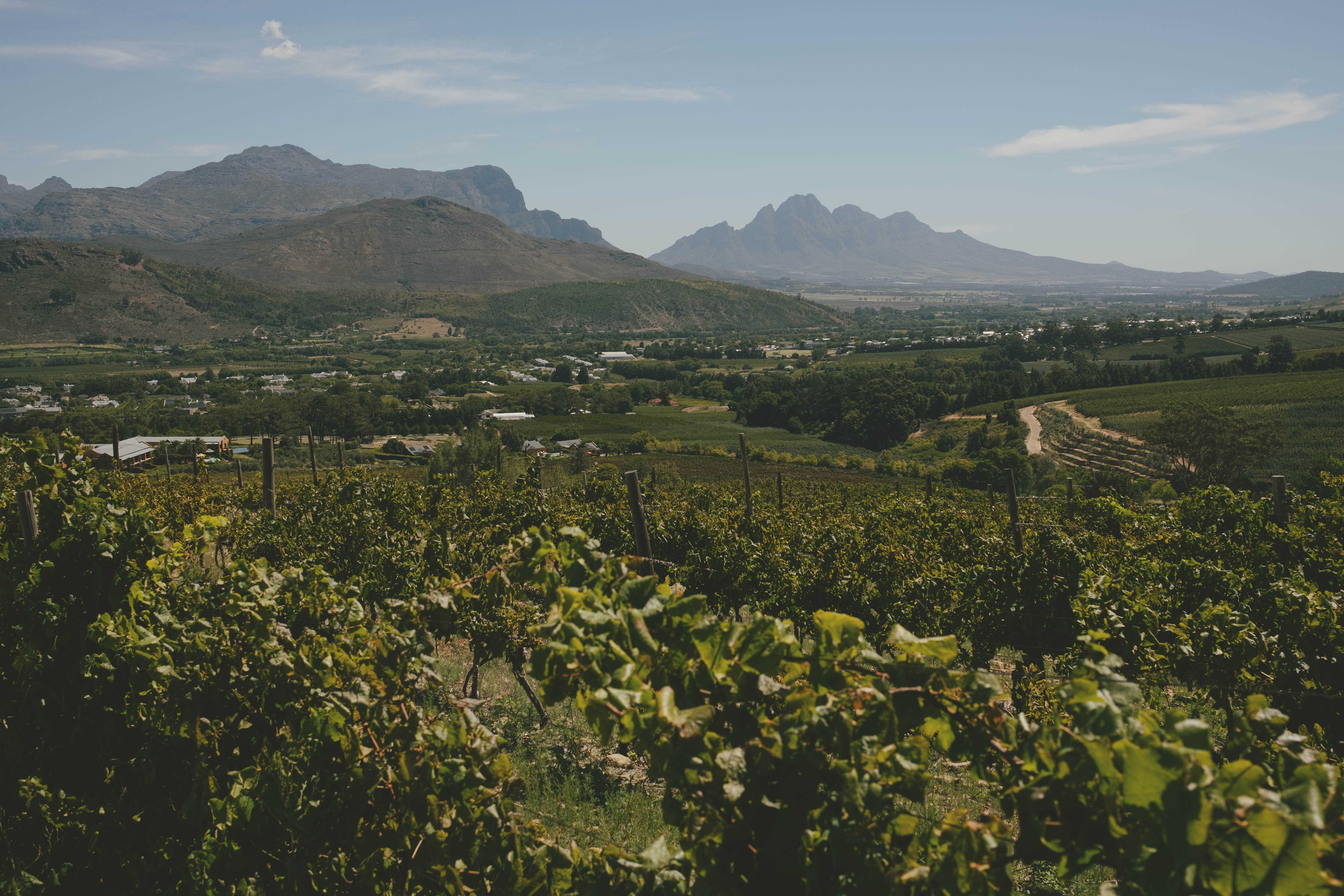 Franschhoek valley with grapevines in the foreground