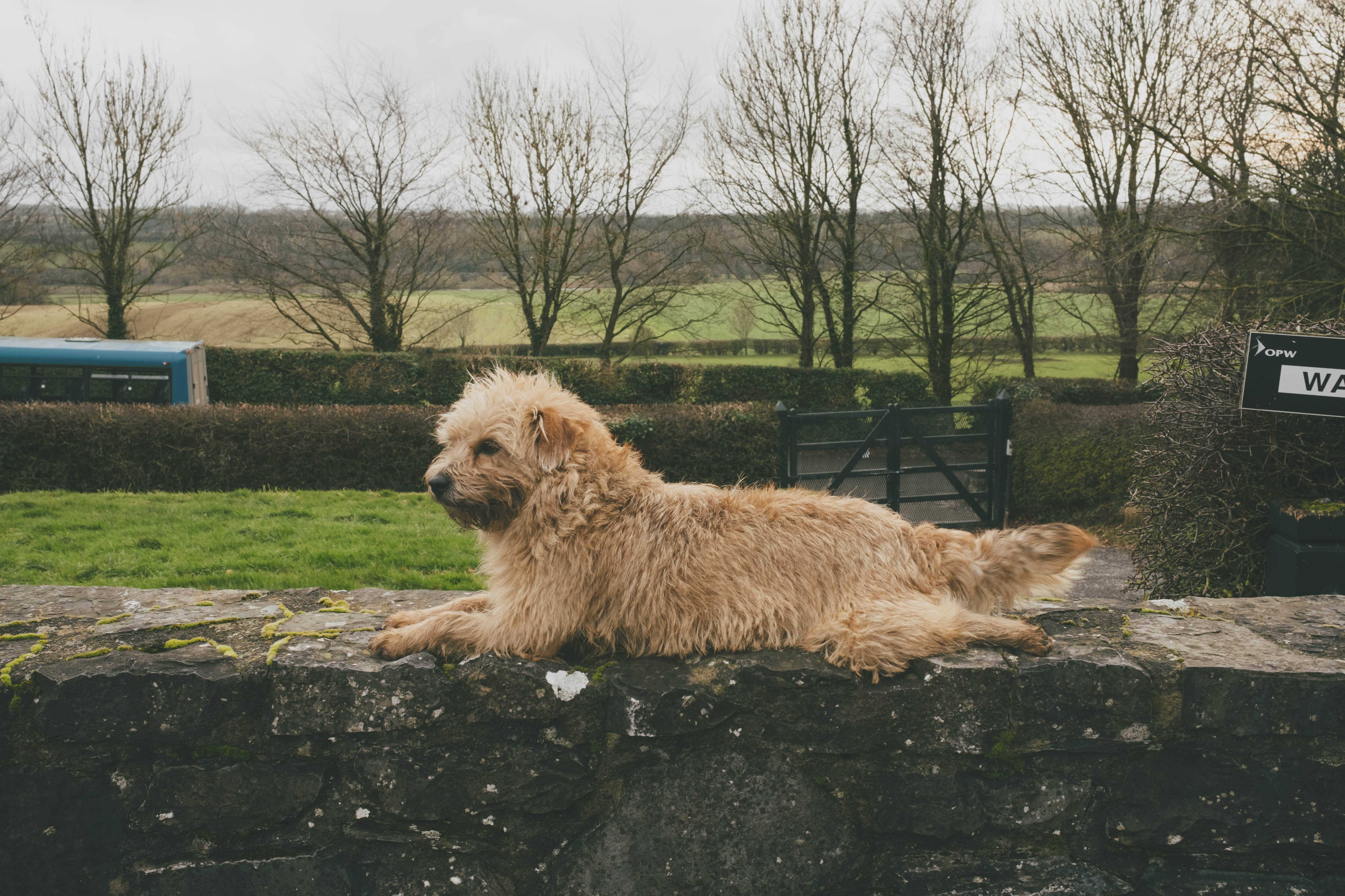 Friendly dog sitting on a stone wall