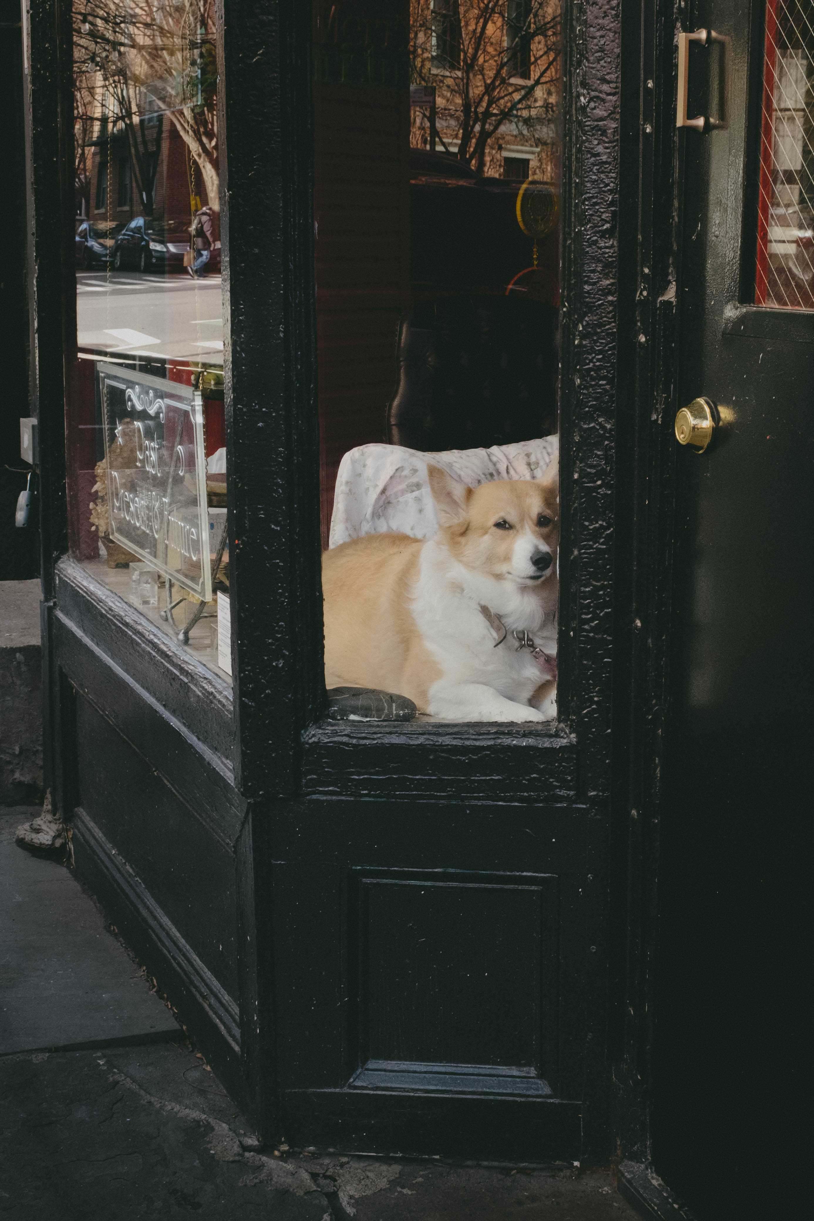 Corgi sitting in a shop window