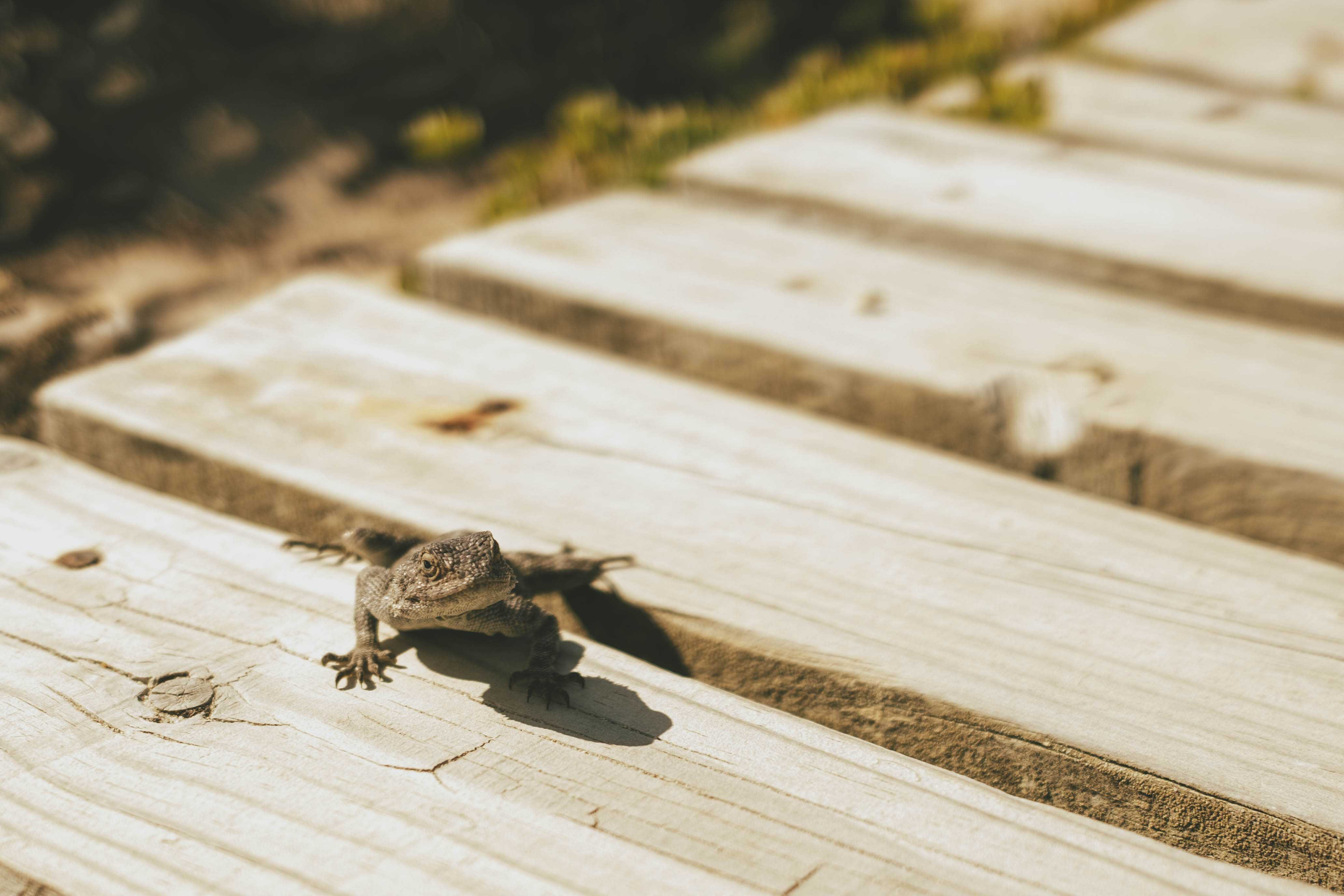 A tight shot of a small lizard on wooden path