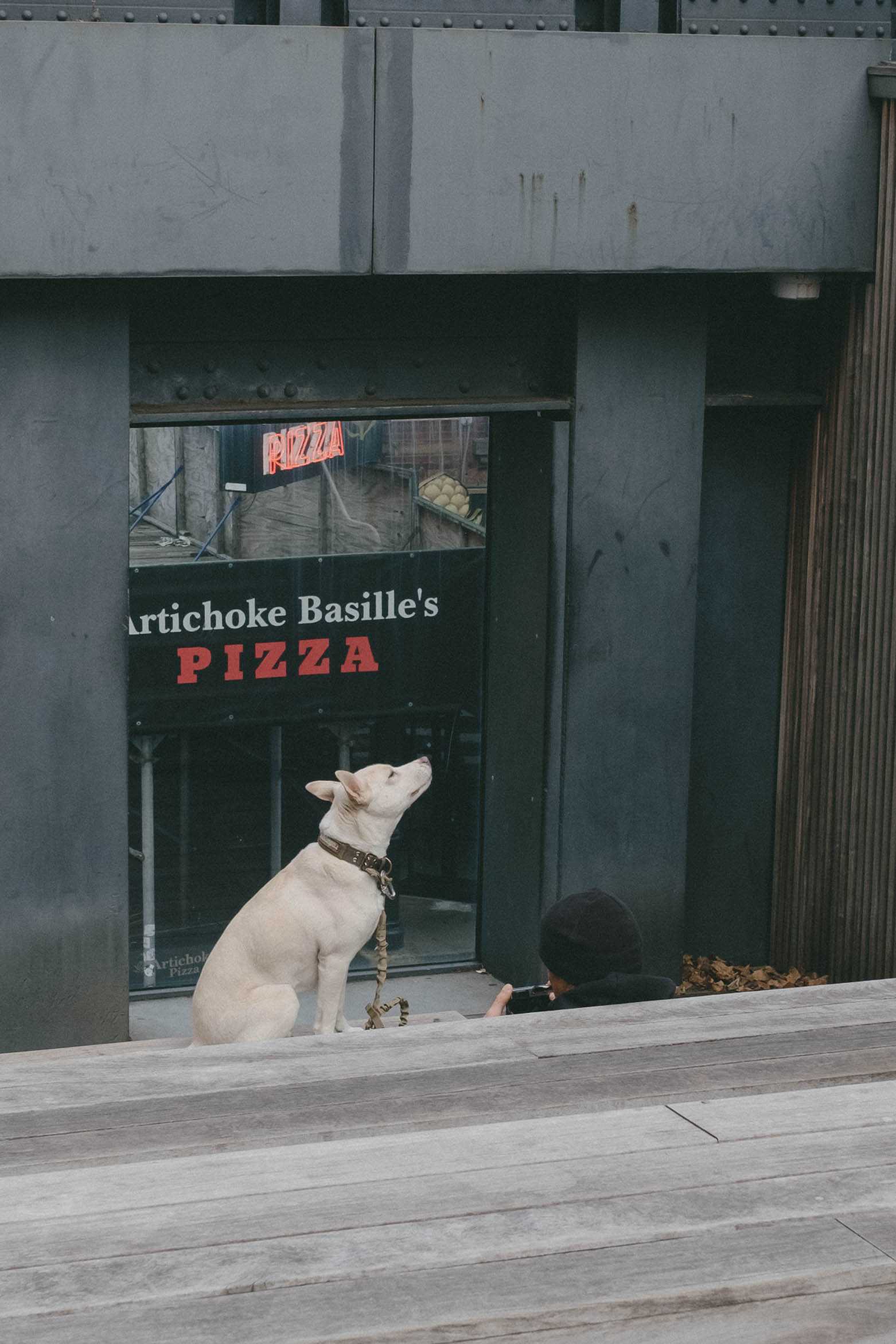 Dog getting a portrait taken from the High Line