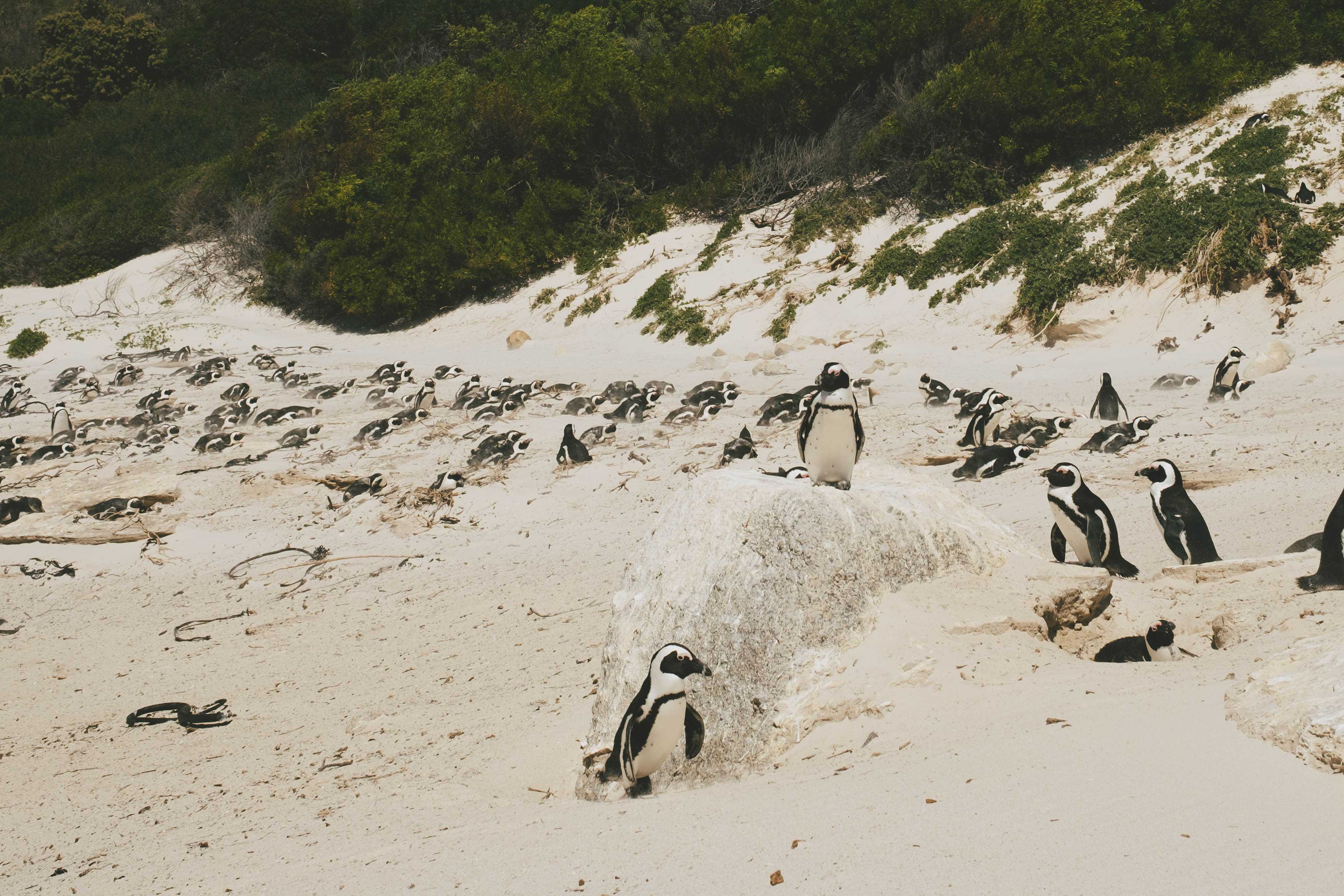 Penguins at the at the penguin sanctuary