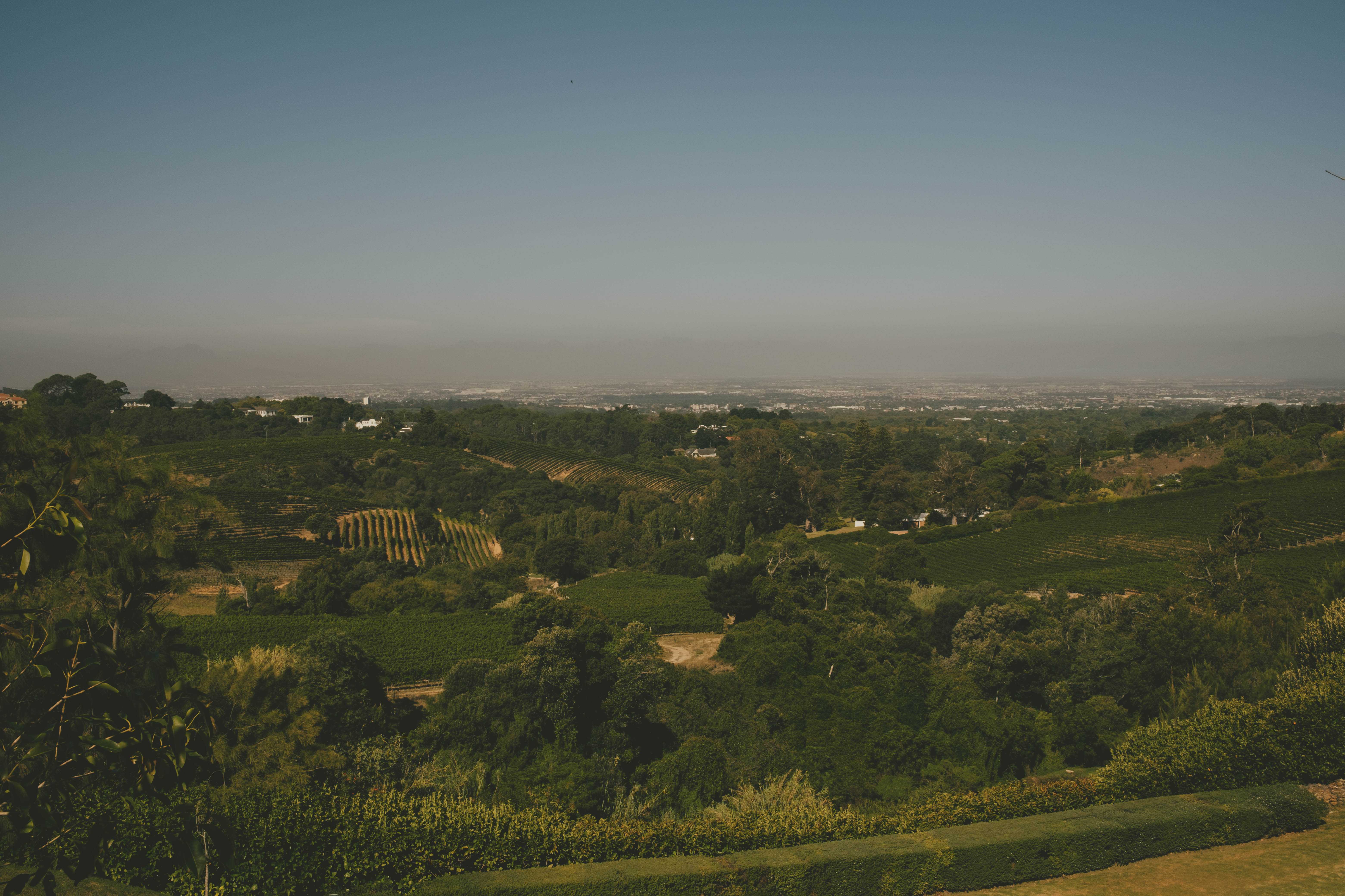 Vineyards in the distance