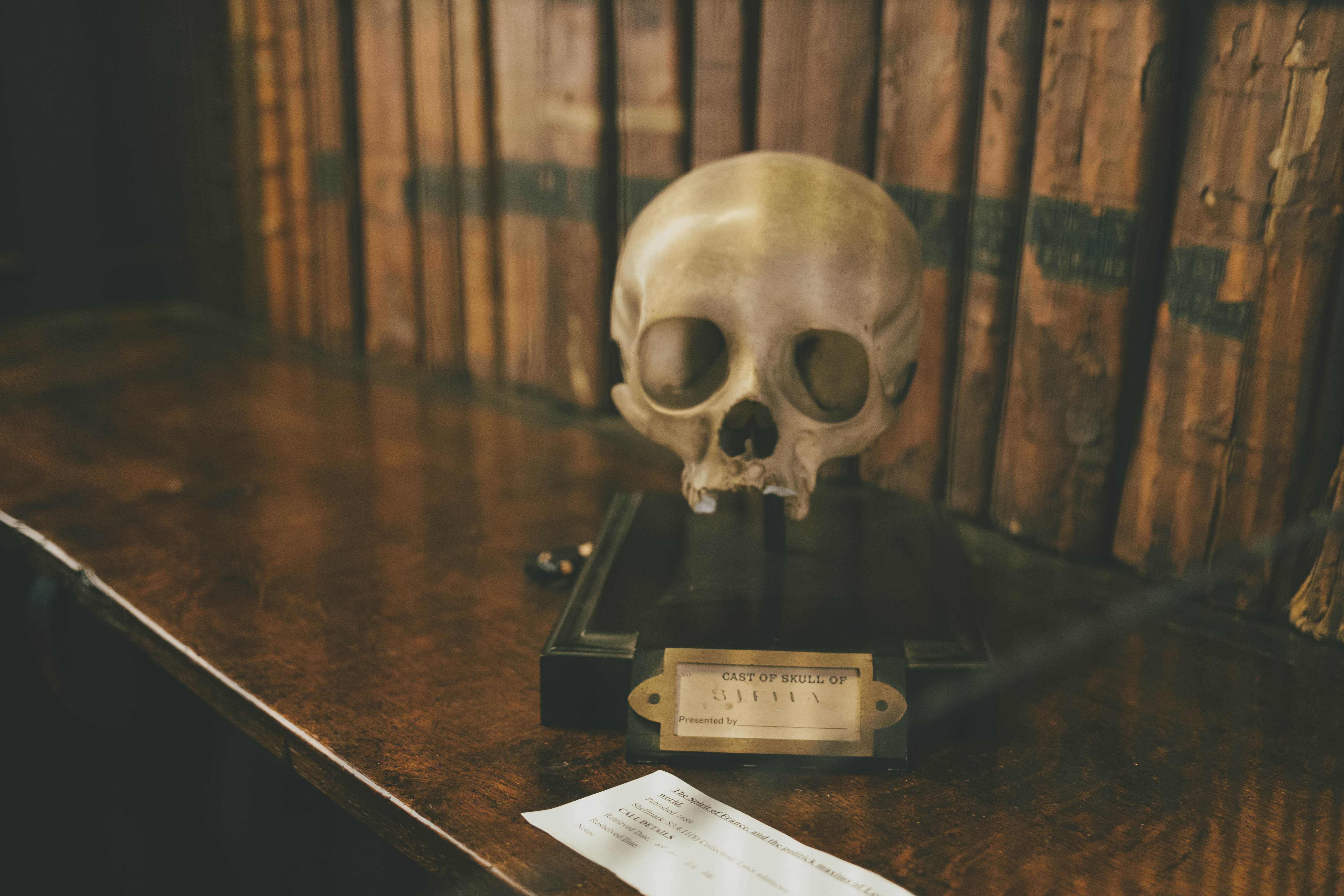 Caste of a human skull on a bookshelf