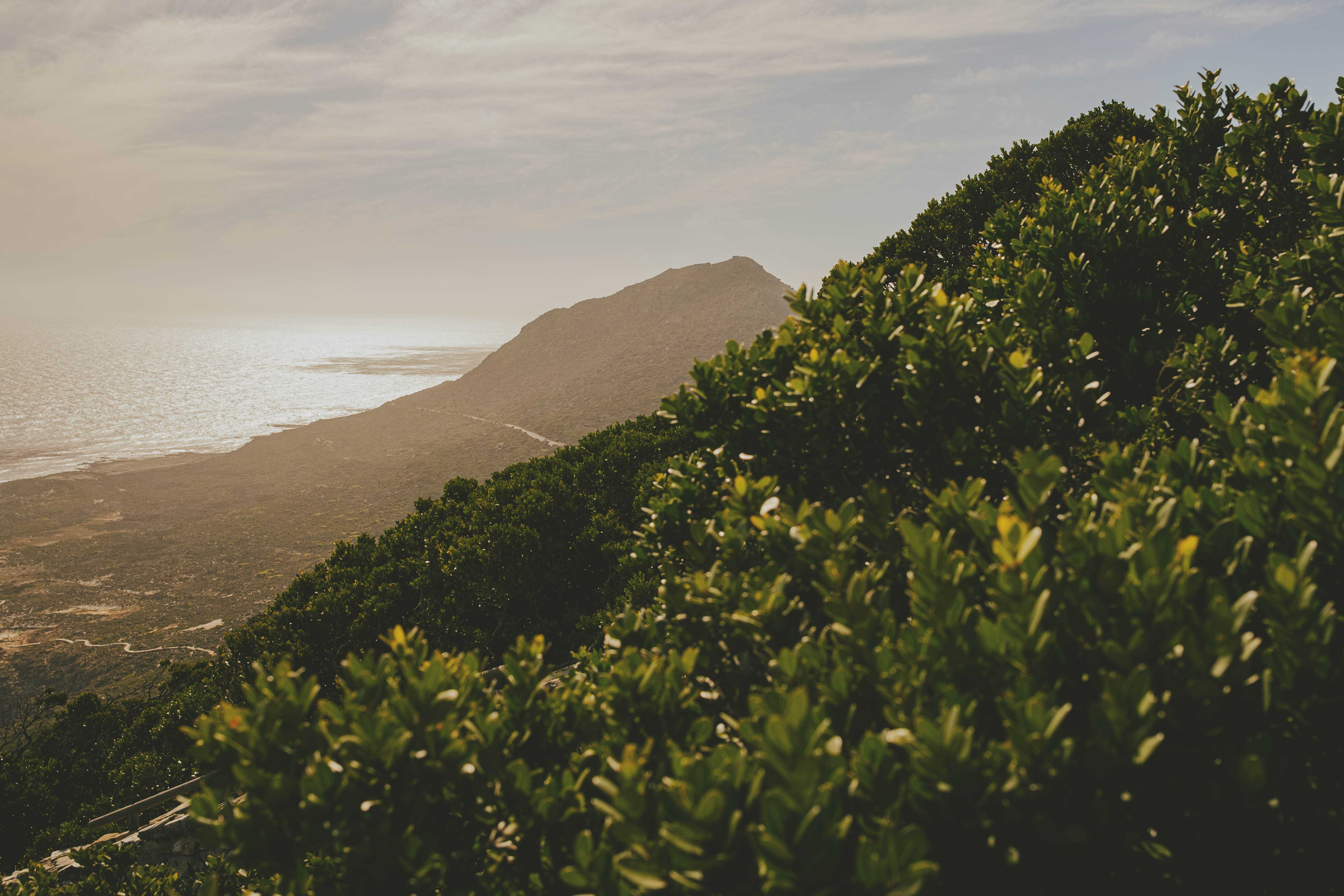 Fynbos in the foreground, mountains in the background